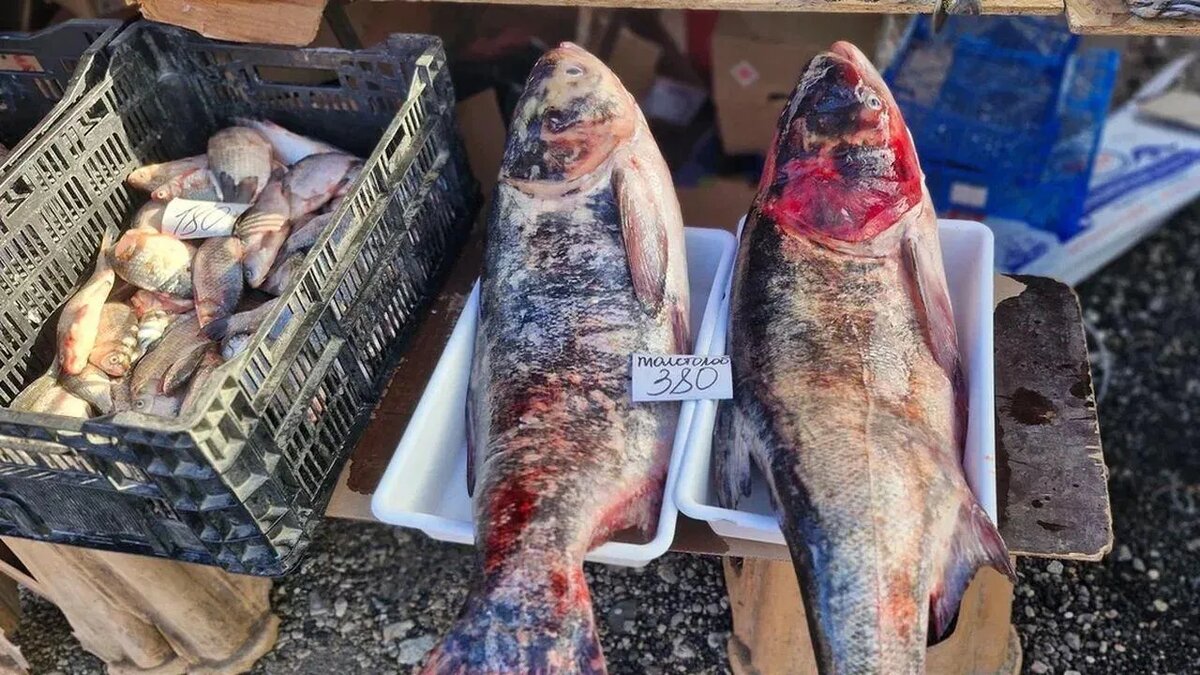 / Фото: REGIONS/Наталья Надточая