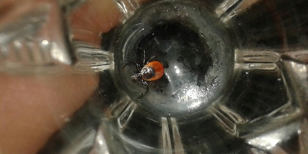 По два пшика на одежду и обувь - клещи убегают, спотыкаясь: секреты егерей