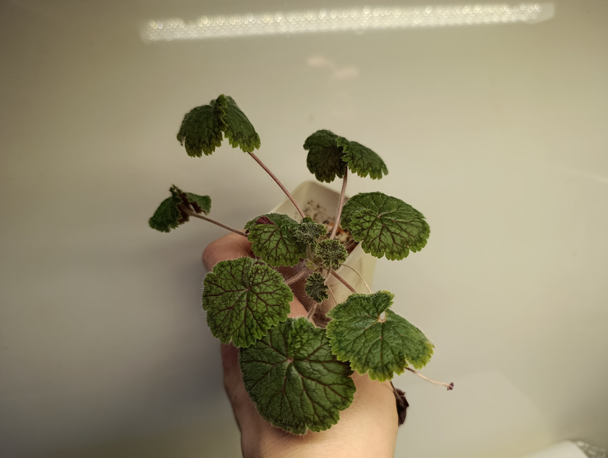 Pelargonium barkley