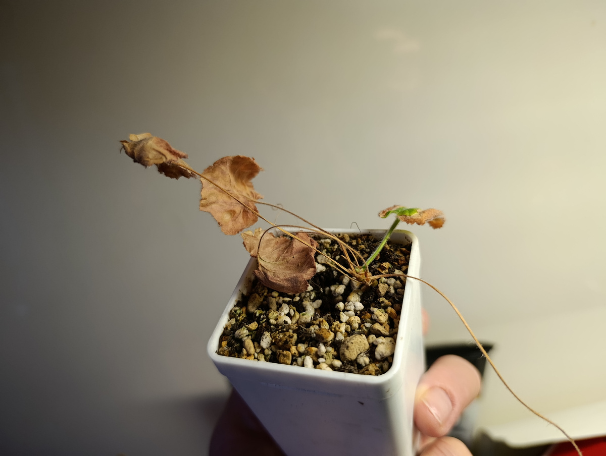 Pelargonium lobatum. Надеюсь, выживет