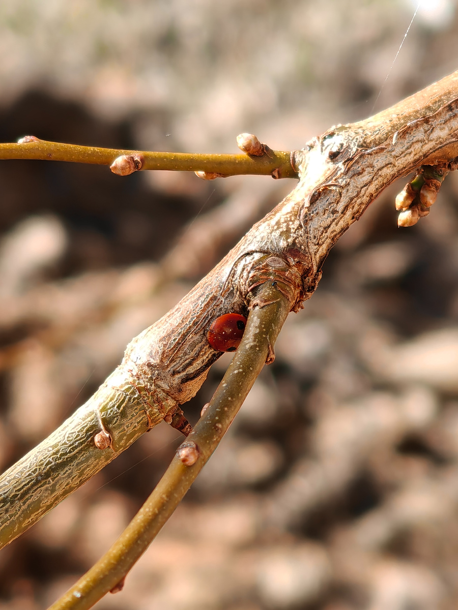 Божья коровка