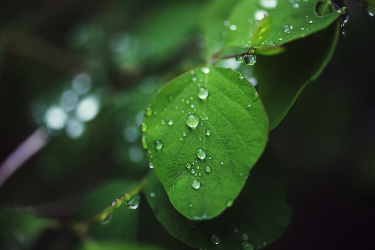     Молоко, окурки и растения: главные новости сегодня