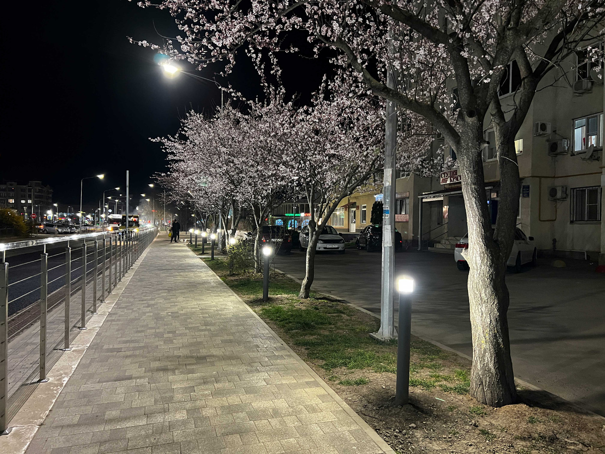 Цветущая слива