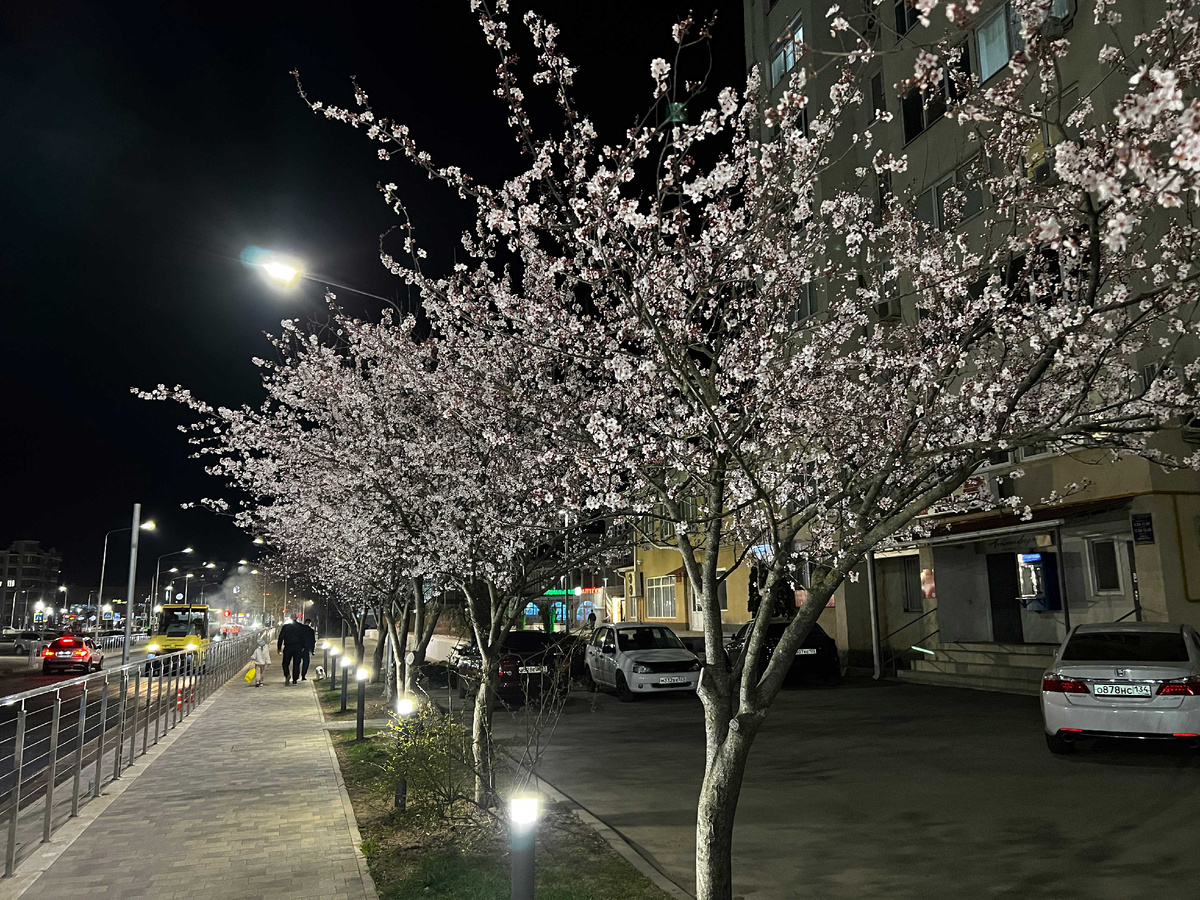 Слива цветет