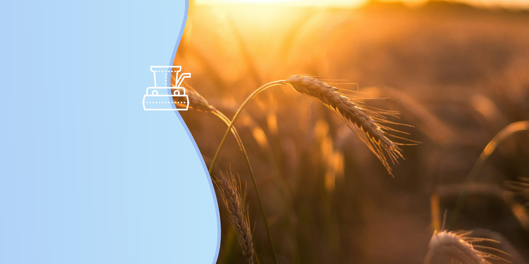 Уральские бактерии помогут пшенице выжить на «мертвой» земле