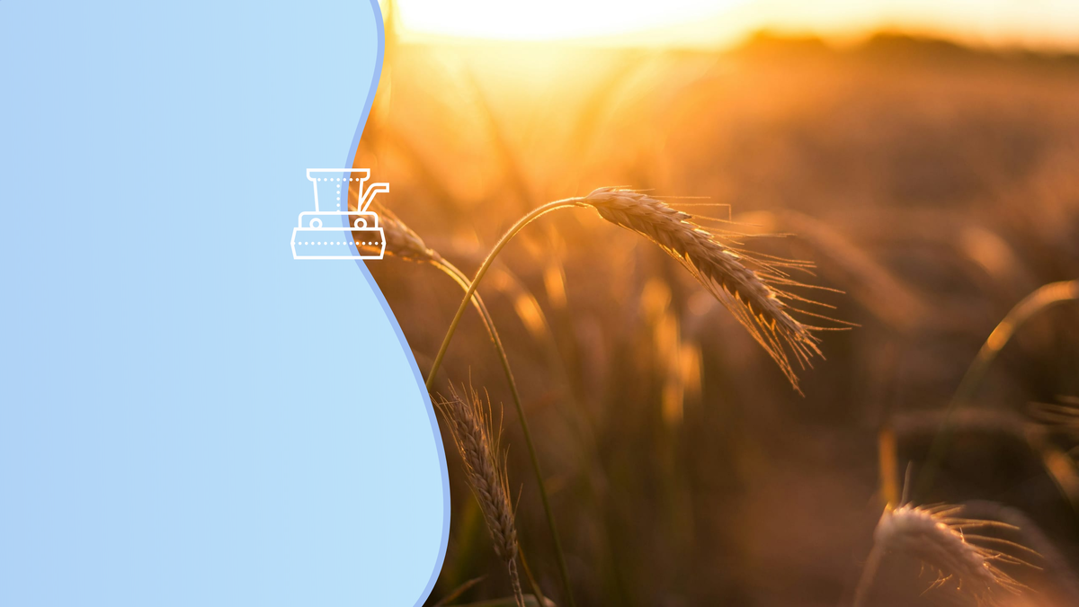 Биологи обнаружили два штамма бактерий, защищающих растения от засоленности почв. Коллаж: УрФУ.