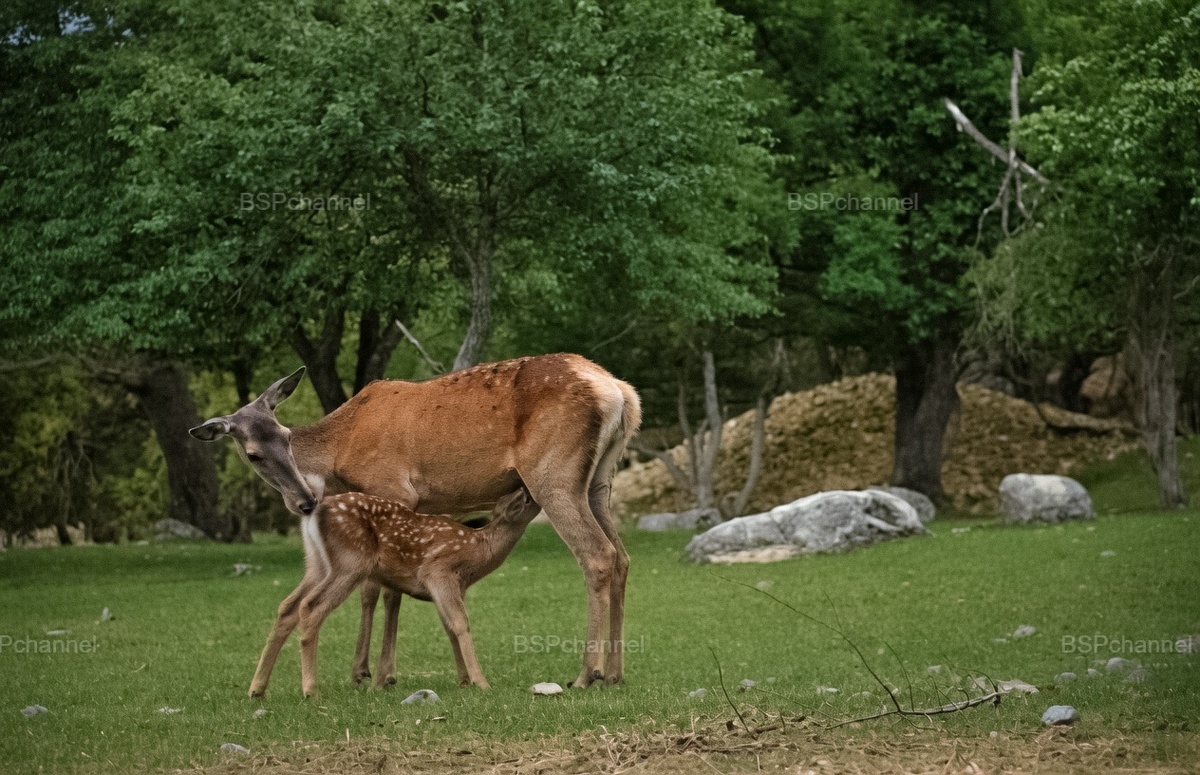 Фотограф: Дмитрий Дебабов