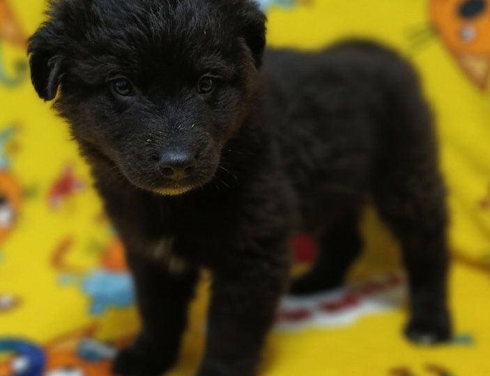 Маленький щенок Атос в поисках своего дома