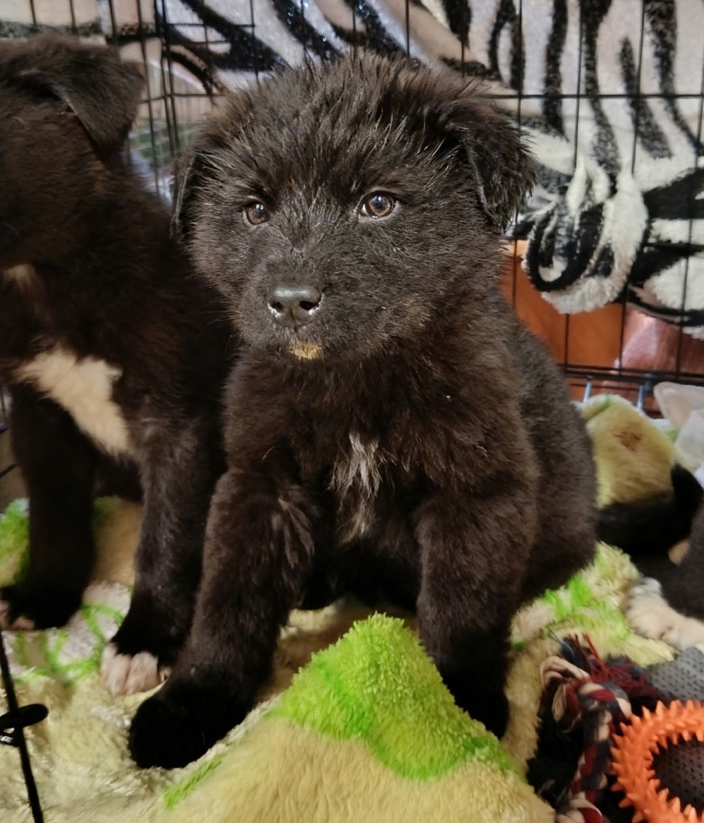 Будущий ваш верный друг 