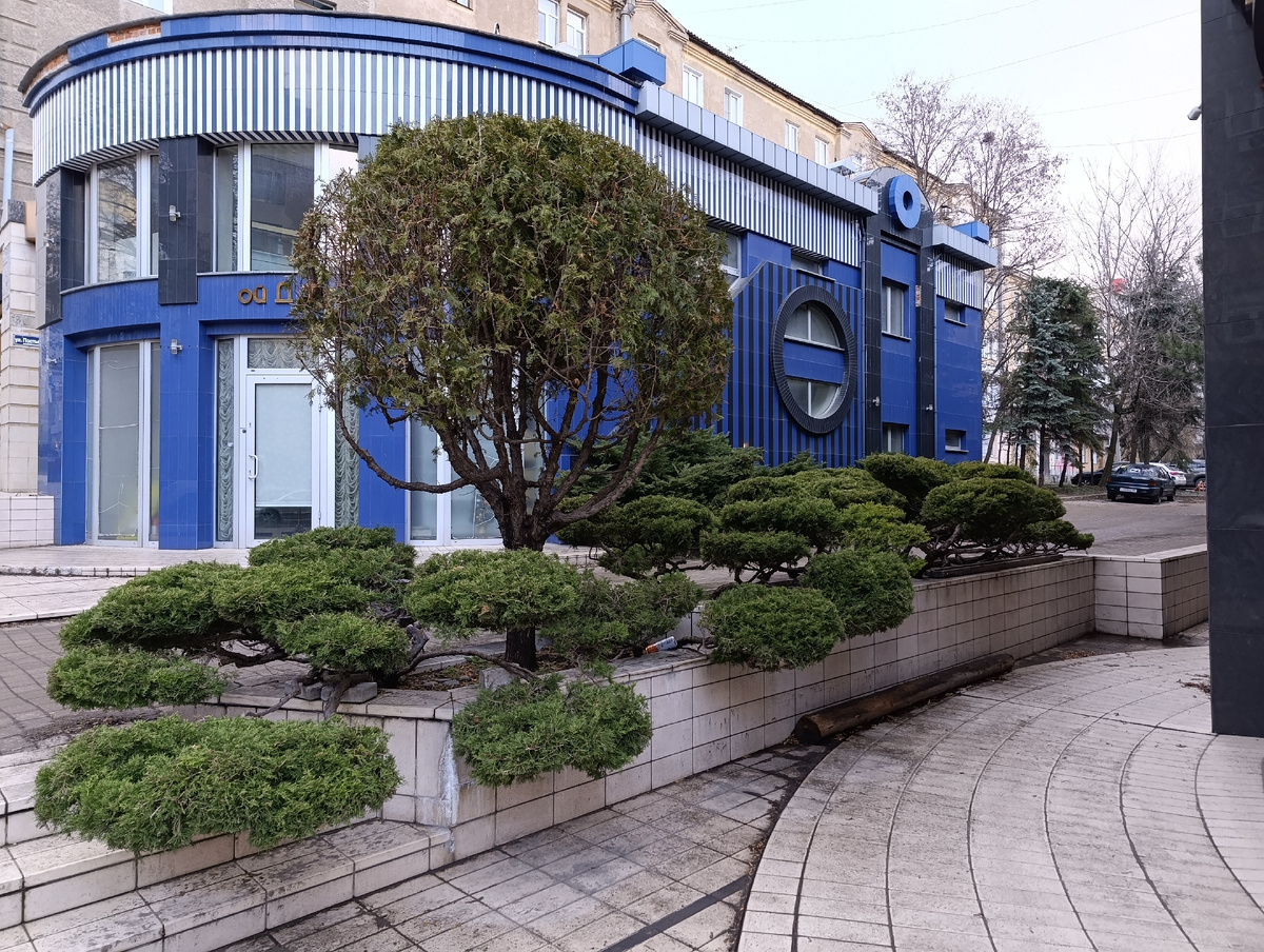 Вечнозелёные растения на проспекте Театральном. Спуск от Театра Оперы и Балета к Набережной Кальмиуса.