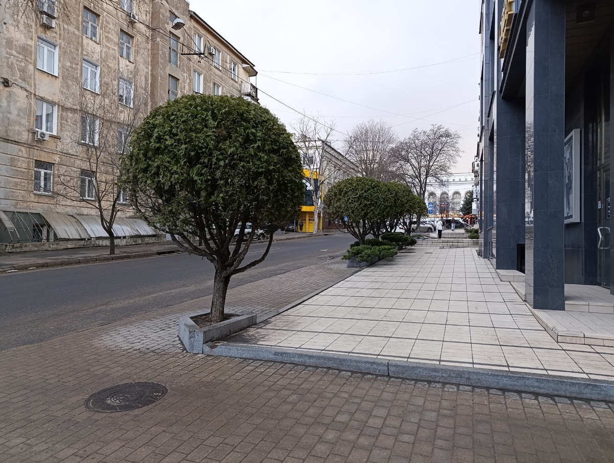 Вечнозелёные растения на проспекте Театральный.