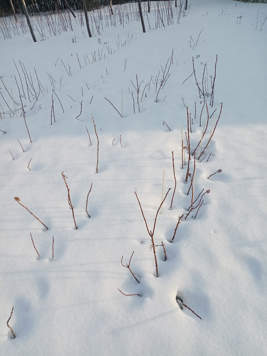 Это горшочки, зарытые в огороде. 
