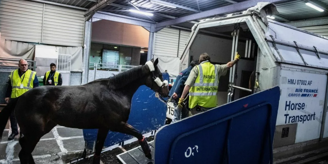 Как на самом деле перевозят лошадей на самолётах?