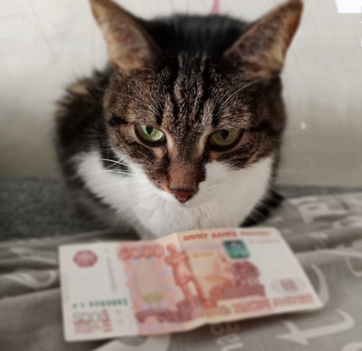 Бюджет кота на неделю 