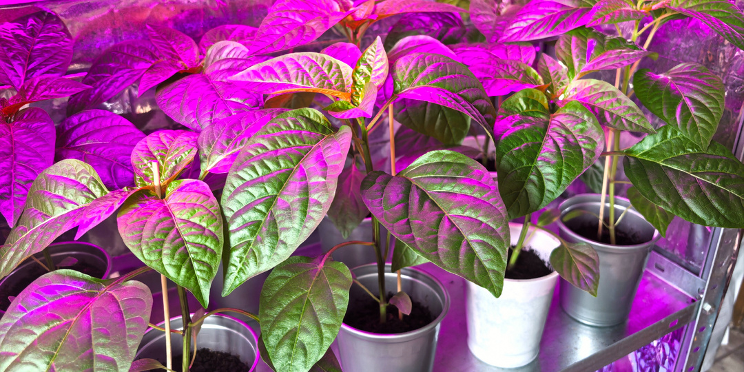 Что сейчас делаю с рассадой томатов и перцев