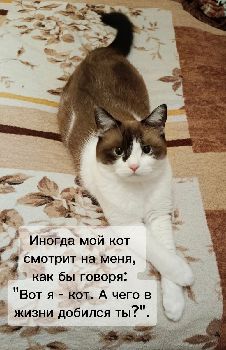 Валерий Сергеевич вещает 😸