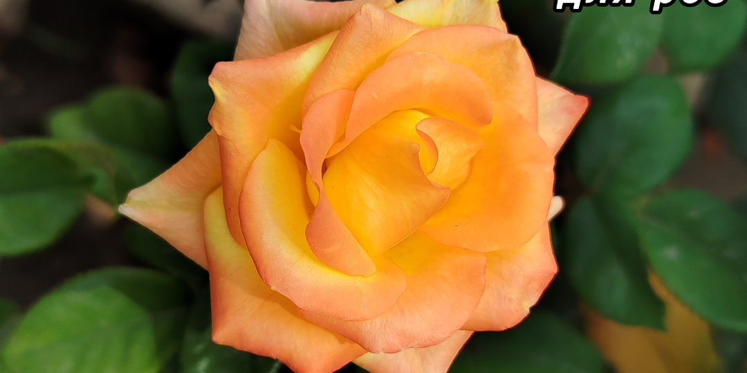 Схема подкормок для роз