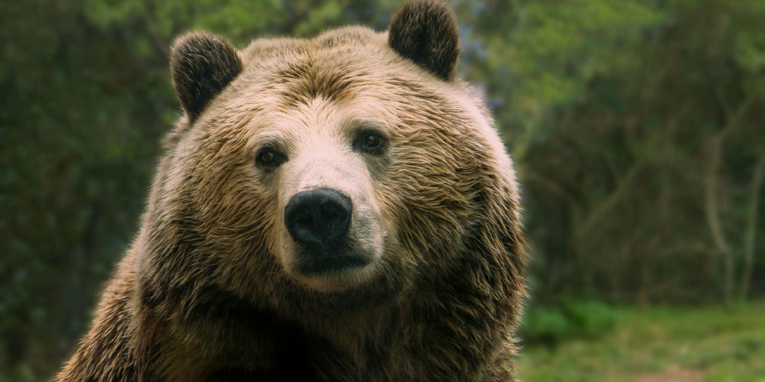 ⚡️ Госдума приняла в первом чтении законопроект о распиле ООПТ⚡️