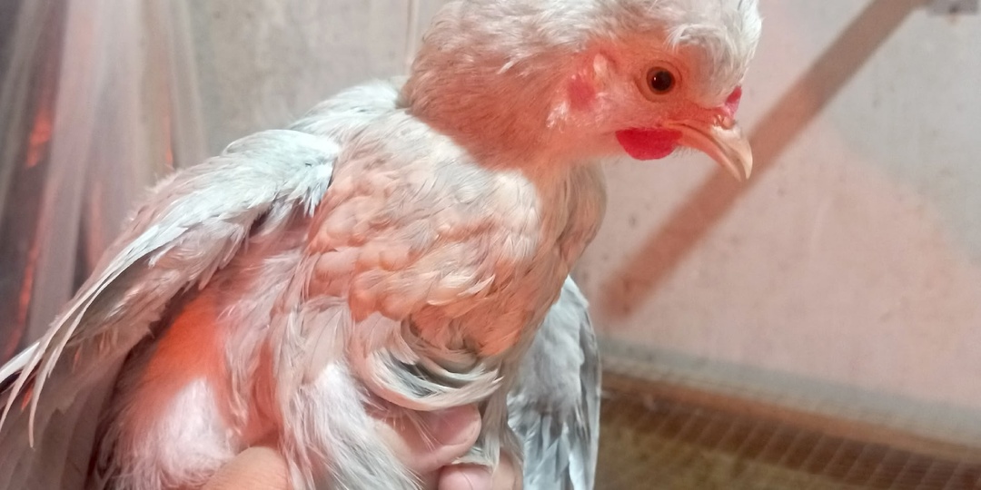 ПОЧЕМУ ИМЕННО ЭТИ ПОРОДЫ КУР Я ЗАВЕЛА ПЕРВЫМИ?