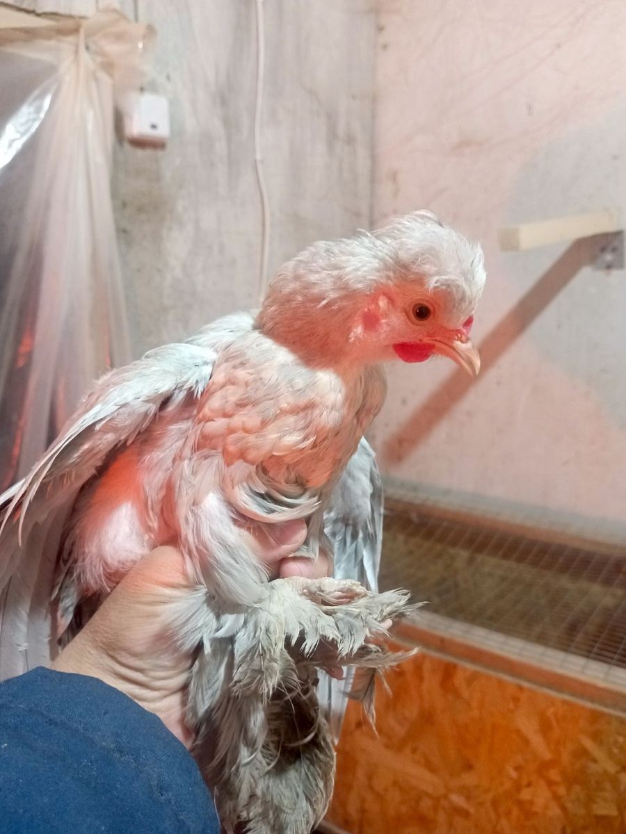 Кто ты, воин?