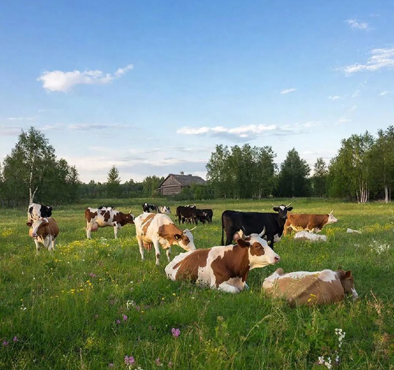 Михаил Делягин настаивает на расследовании «беспредела» с уничтожением домашнего скота: Теперь это делают чиновники, а не бандиты, как раньше