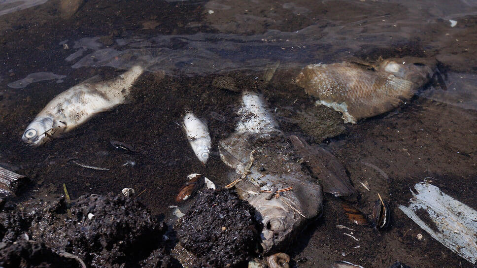 Фото: Марина Молдавская / Коммерсантъ