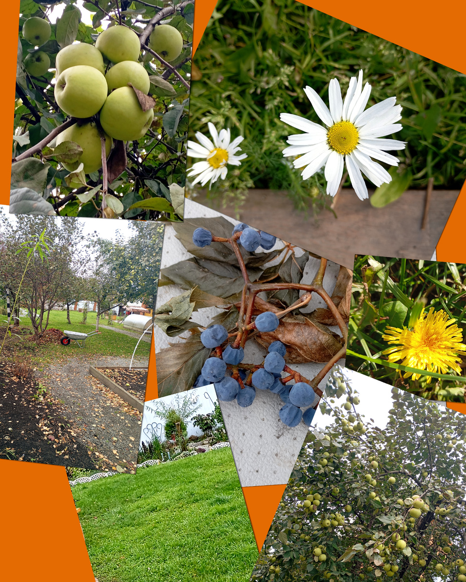 Ноябрь и октябрь радовали нас,вдруг в ноябре зацвели ромашки и одуванчики 