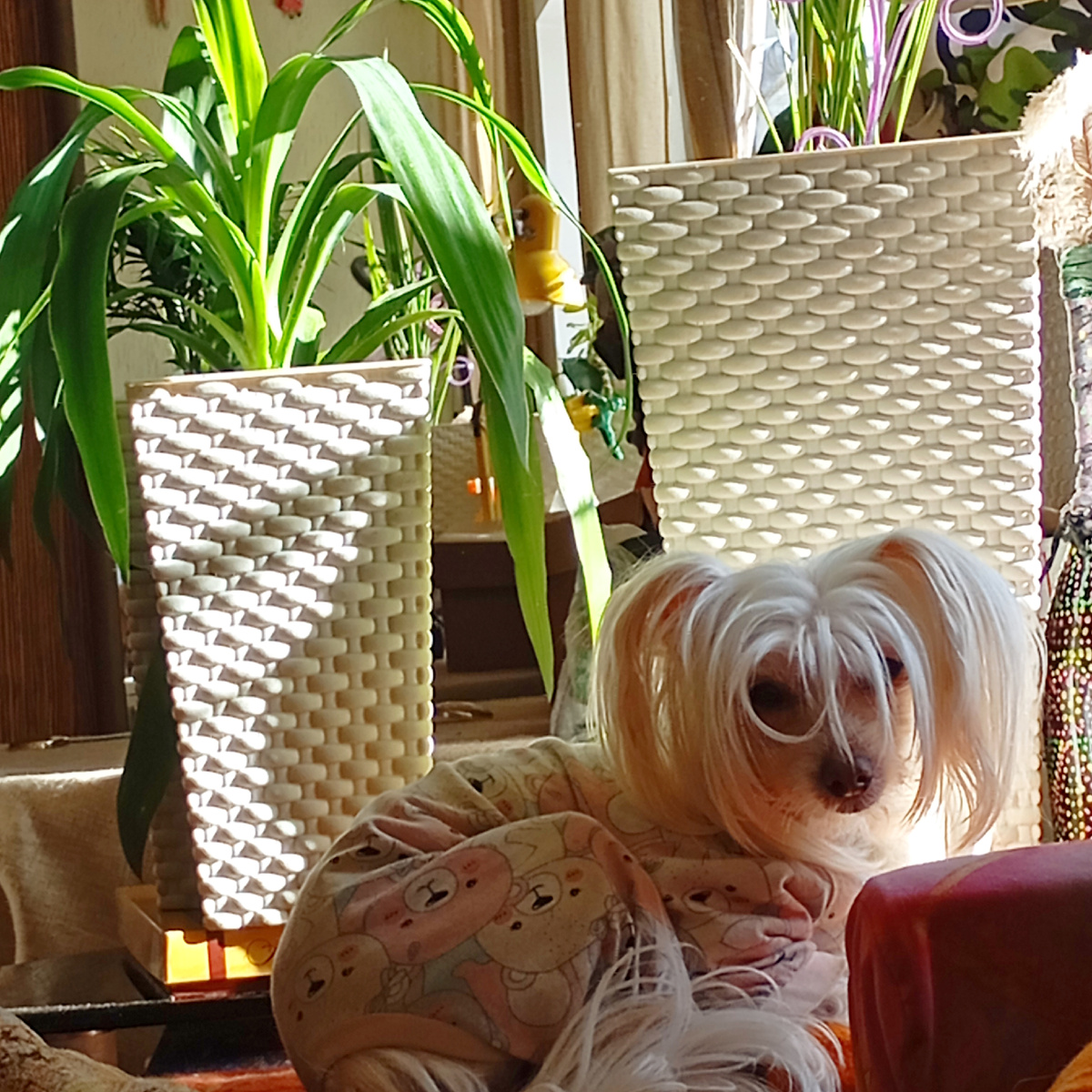 Цветочки дома,а главный цветочек Мишелька ждёт когда сугробы растают.