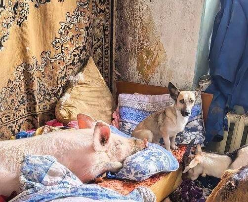 Да, в прямом смысле слова пяточек на подушке. Фото из архива автора