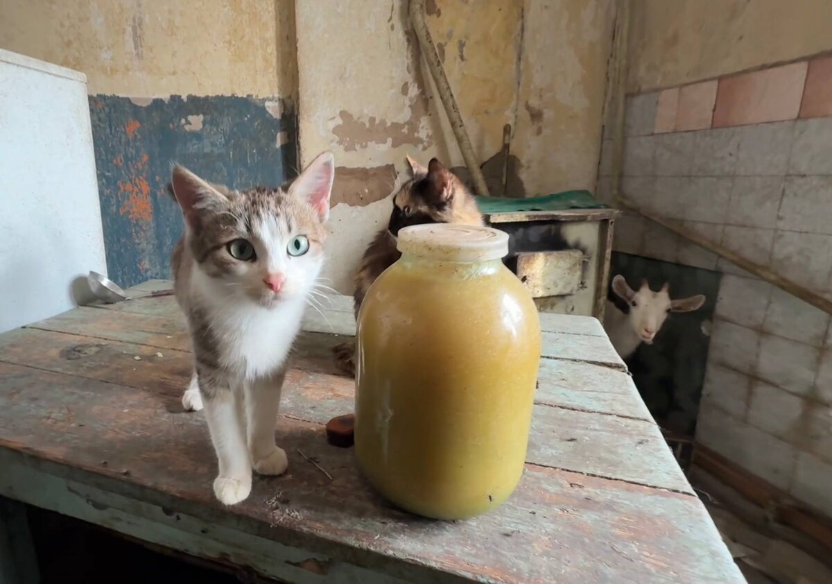 Кухня. Кошки, мед, половник и одна любопытна козочка. Фото из архива автора