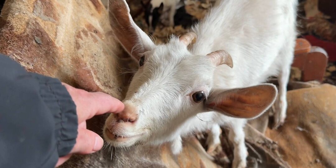 У нас новенькие: 6 кошек, 14 собак, 10 коз, 3 свиньи и 1 бабушка