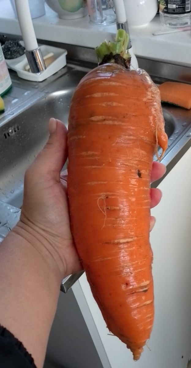 Например впечатляющая морковь в 700 гр веса сорта Самсон.