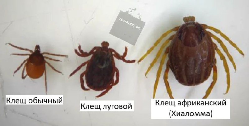 последствия укуса клеща могут быть очень опасны для здоровья человека