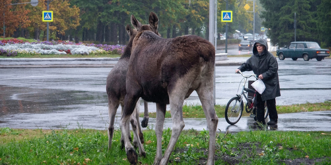 Лоси в городе