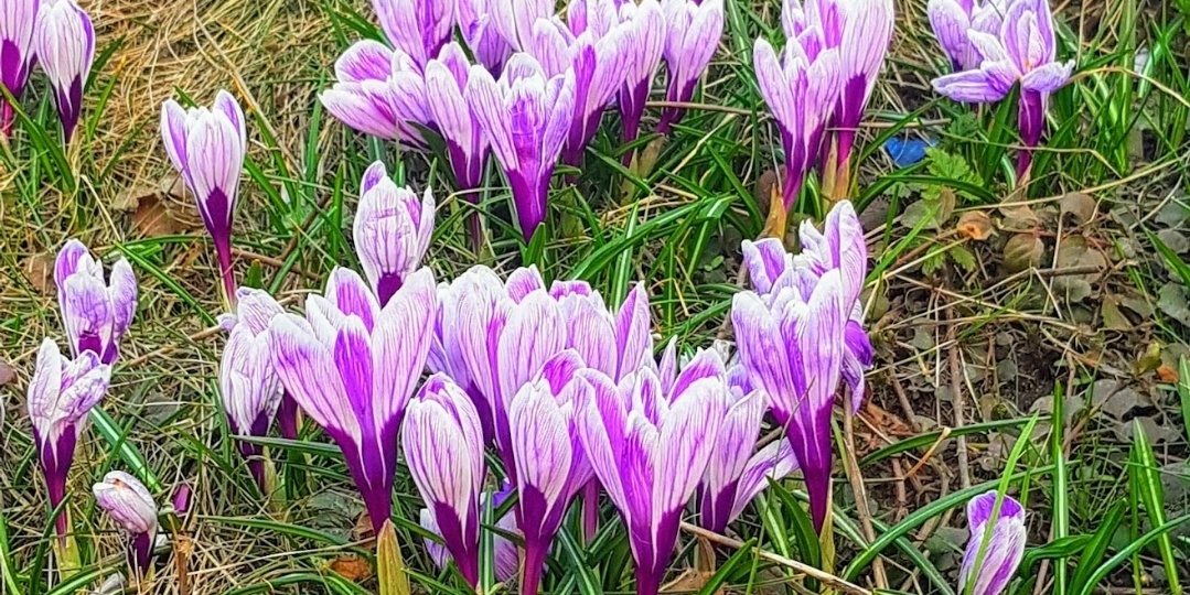 Первая подкормка первоцветов весной: когда и чем кормить без химии, чтобы цветение было ярким