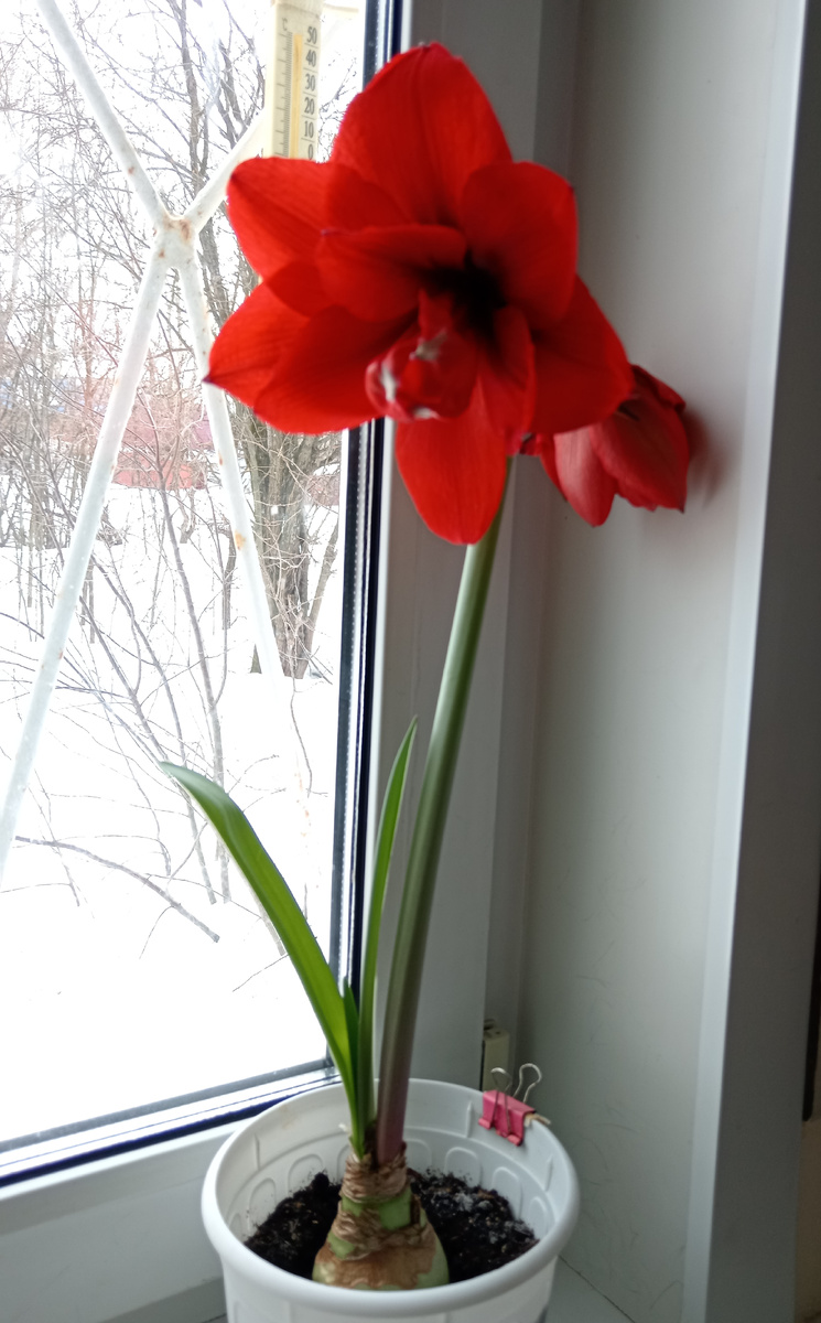 Гиппеаструм Ред Лион.