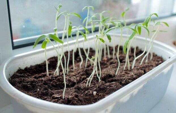 Рассада вытянулась и падает. 4 проверенных способа спасти томаты и перцы без потерь