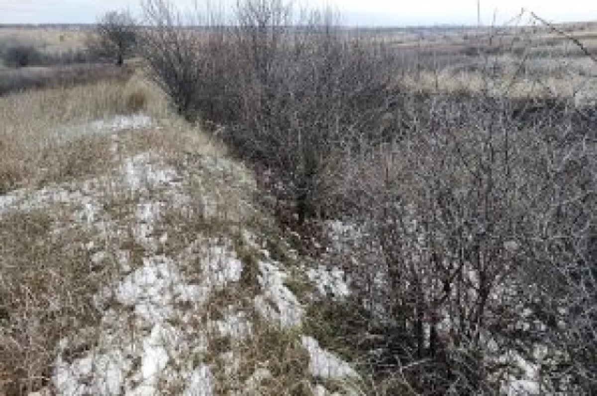    Под Волгоградом обнаружилось 63 гектара зарослей на сельхозземле