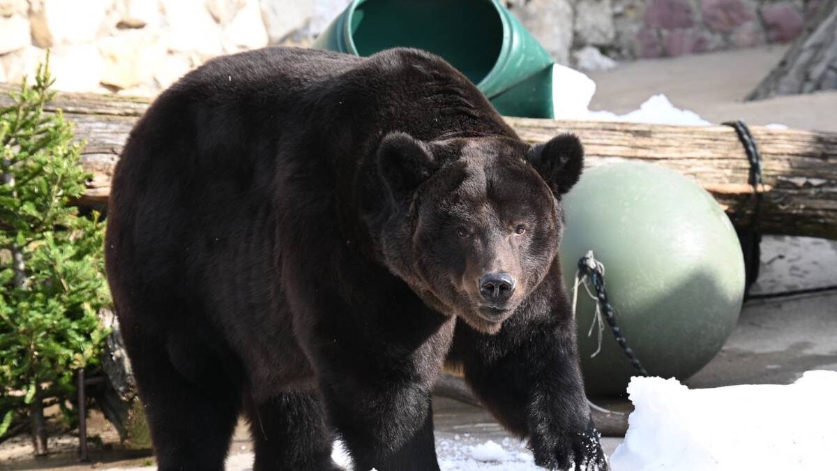    Бурый медведь по имени Гром после выхода из спячки осматривает свой вольер в Московском зоопарке / Фото: Мария Хапцова / Вечерняя Москва