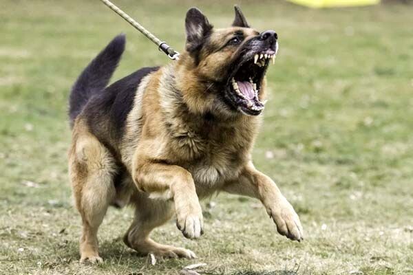 Дочку покусала соседская собака. Никто не понёс наказания. Что делать в такой ситуации?