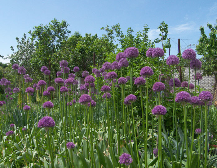 Лук стебельчатый (Allium stipitatum Regel).