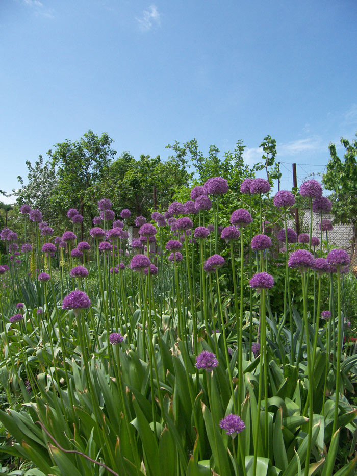 Луки родственные Аllium stipitatum (Луку стебельчатому) в моем саду.