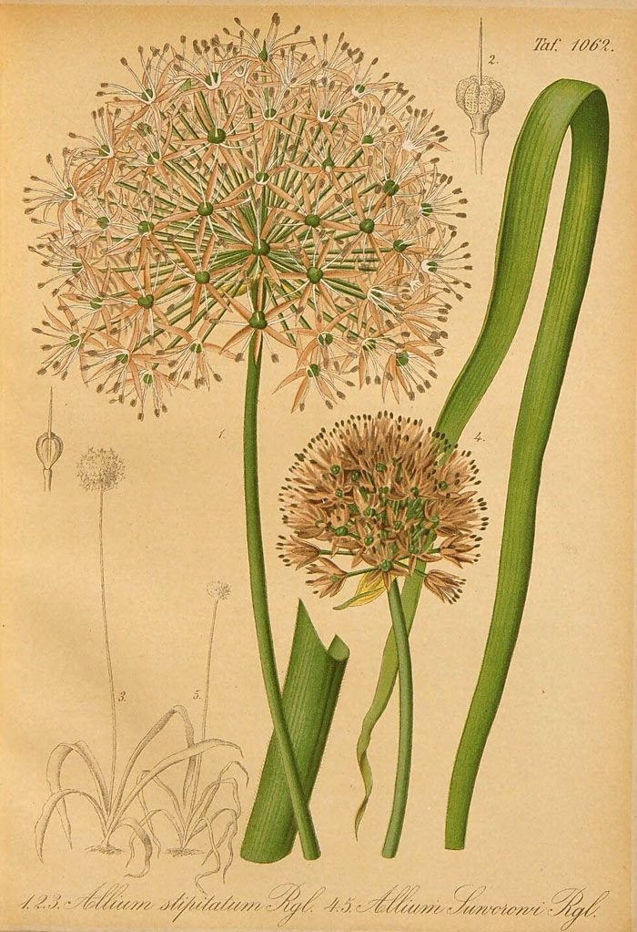 Изображения Лука стебельчатого и Лука Суворова в статье Эдуарда Регеля в 30 номере журнала «Gartenflora» 1881. Ссылка на изображение: https://www.digitale-sammlungen.de/en/view/bsb11660811?page=428,429