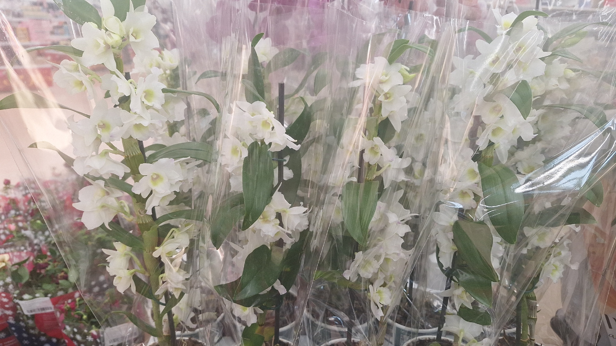 Дендробиум Нобиле