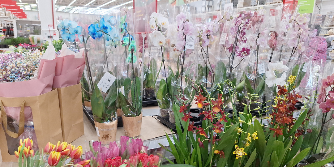 АШАН: Орхидеи и что ещё было к 8 марта, а что осталось после праздника. ТЦ Амбар г.Самара.