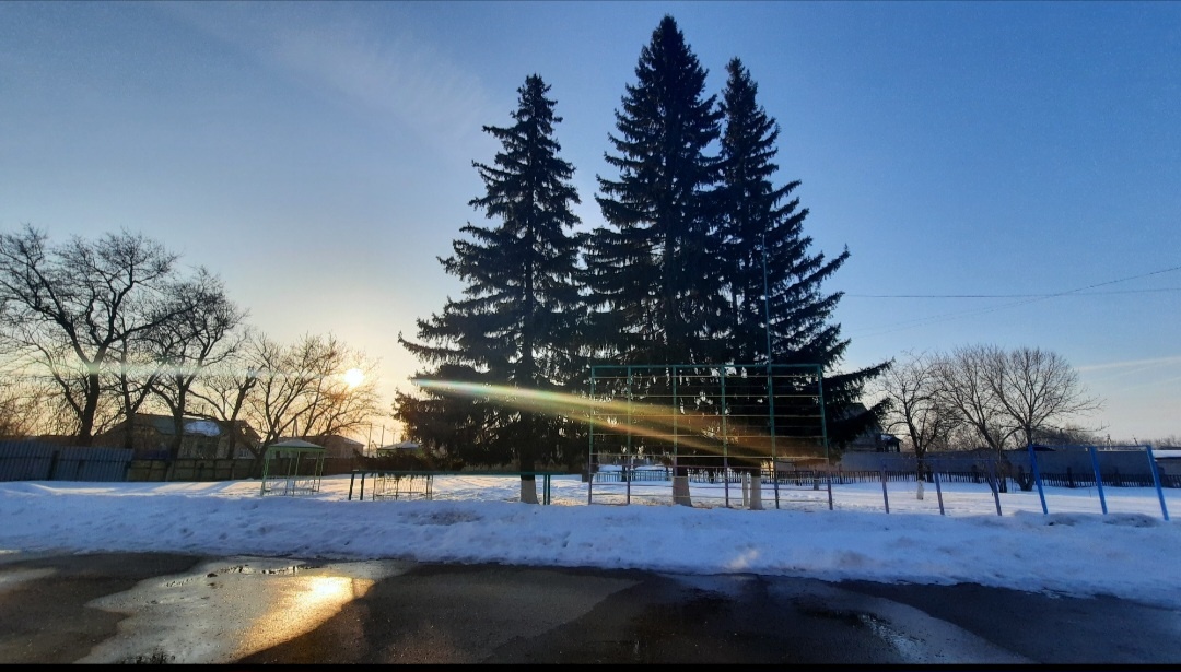 Моё фото. Предзакатное небо и красивые ёлки во дворе школы 