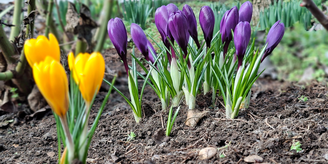 Парад крокусов в моем саду! Март. Весна пришла!