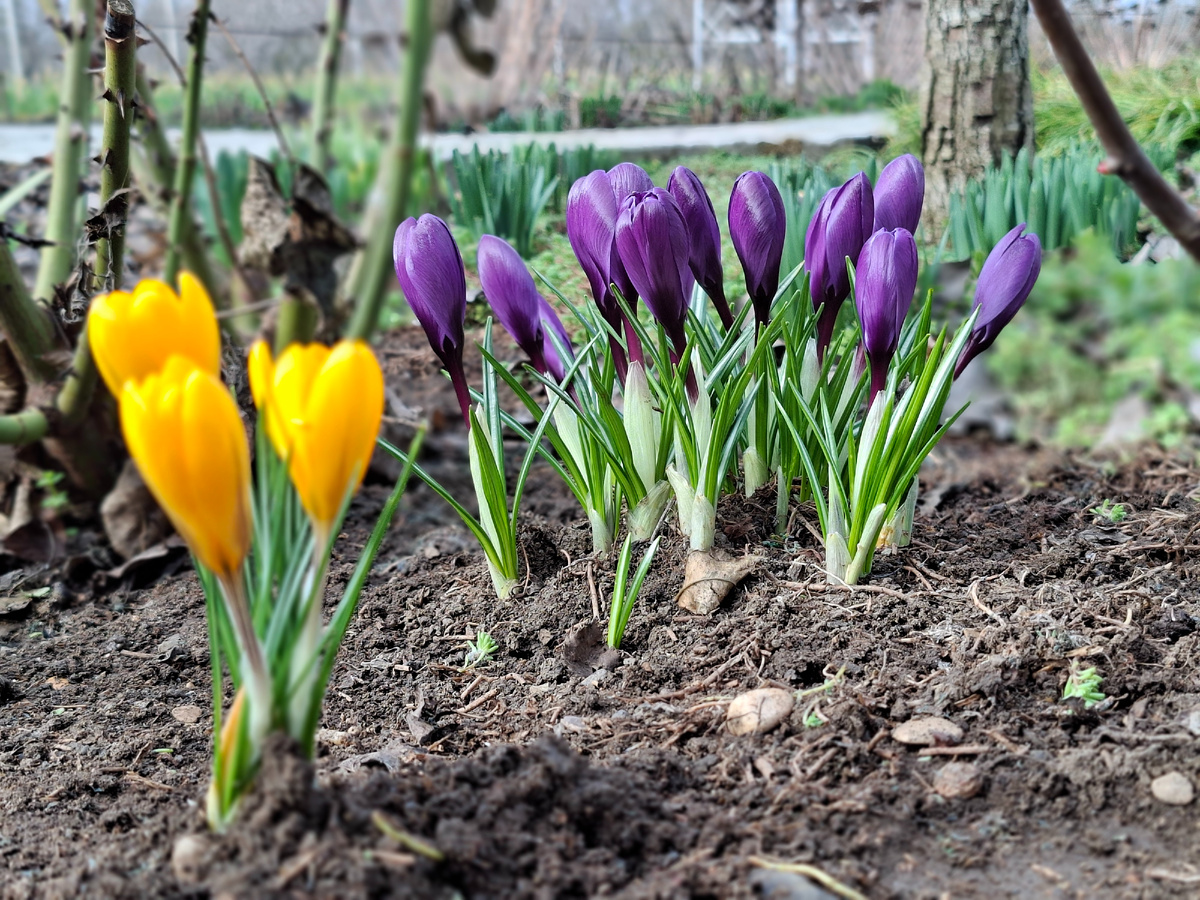 Крокусы в моем саду. Голландские гибриды.