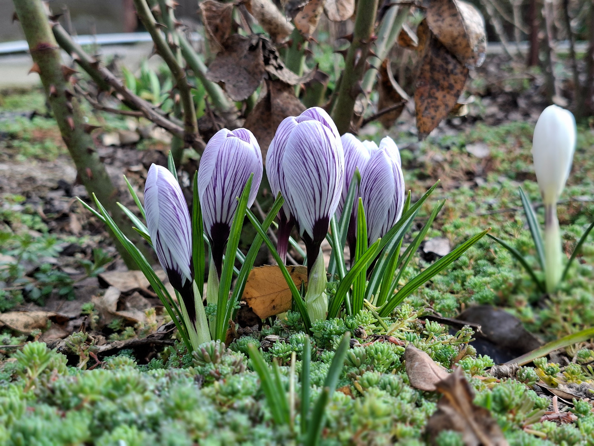 Крокусы в моем саду. Голландские гибриды.