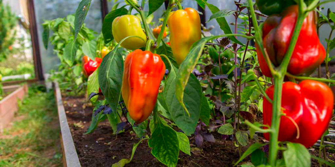 Бросил в лунку 3 горсти перьев. Сладкий перец налился на 12 дней раньше обычного